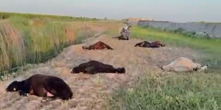 77 küçükbaş zehirlenerek öldü