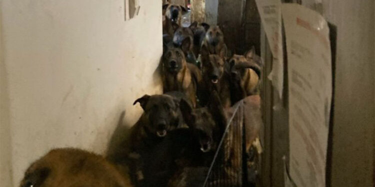 ABD'de tahliye edilen apartmanda 48 köpek bulundu