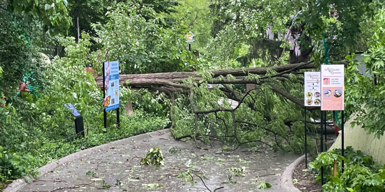 ABD'de fırtına: 5 kişi hayatını kaybetti