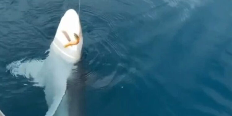 Amatör balıkçının oltasına kum köpek balığı takıldı