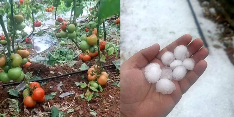 Antalya'da ceviz büyüklüğünde dolu tarım alanlarını vurdu