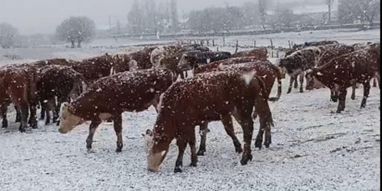 Ardahan'ın yüksek kesimlerinde kar yağışı; Dağlar beyaza büründü
