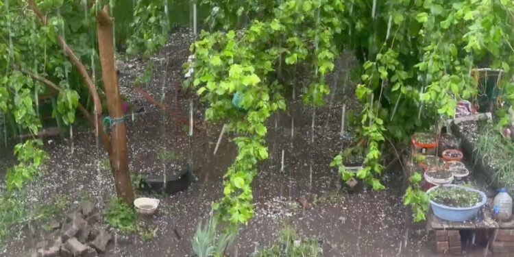 Artvin'de dolu tarım arazilerine zarar verdi