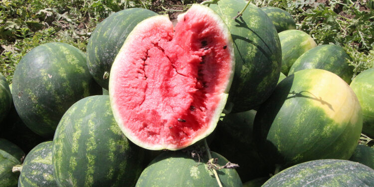 Adana'da sezonun ilk karpuz hasadı başladı; tarlada kilosu 7 TL