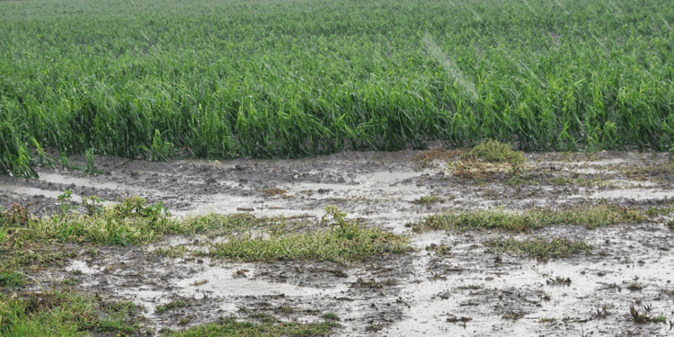 Adana'da tarım arazilerinde dolu zararı; üreticiler destek istiyor
