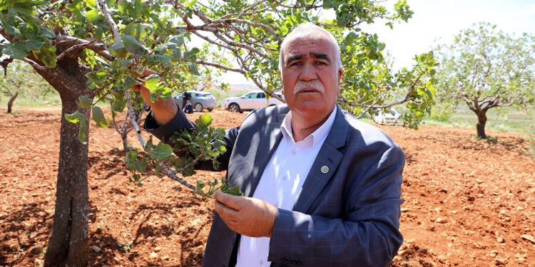 Antep fıstığında zirai don kaybı büyük