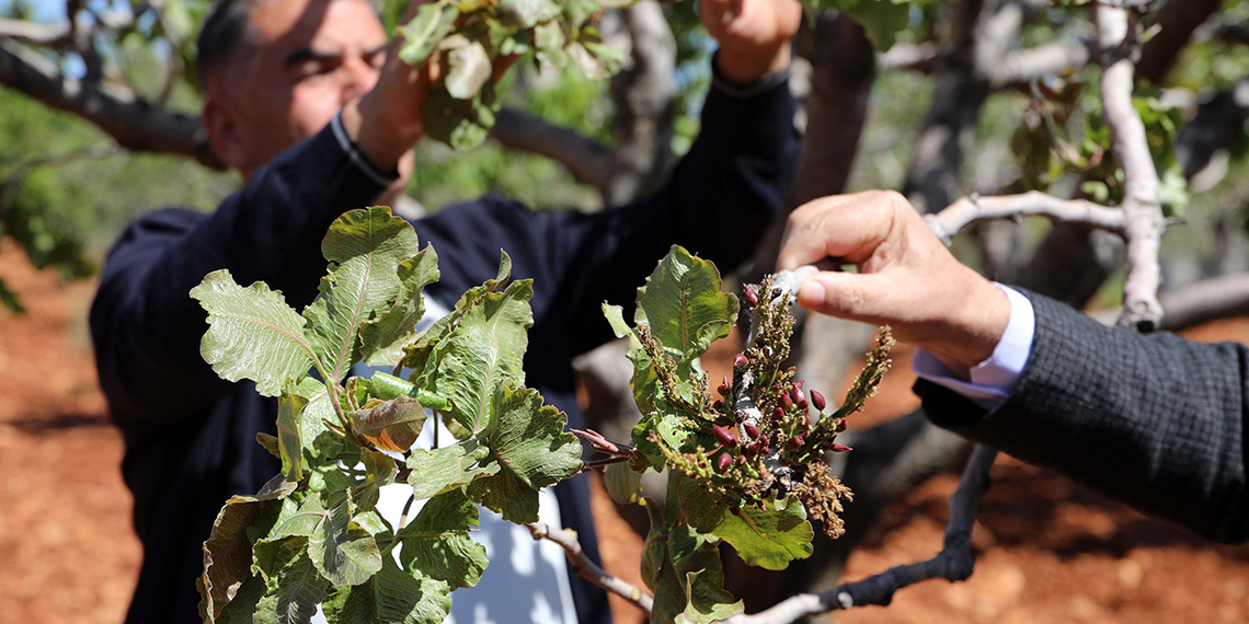 Antep fıstığında zirai don kaybı büyük