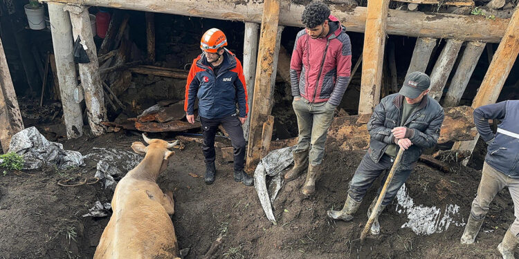 Ardahan'da ahır çöktü; 3 inek öldü