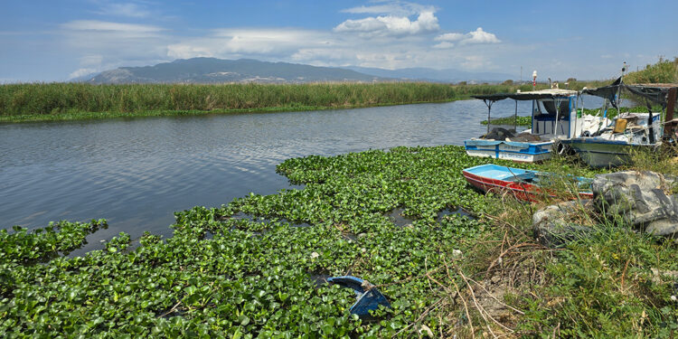 Asi Nehri'nde kirlilik ve su sümbülleri, balık ölümlerine neden oldu