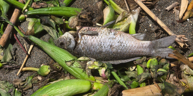 Asi Nehri'nde ölen balıklar, Akdeniz'de sahile vurdu
