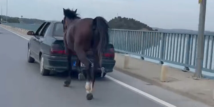 Ata eziyete 2 tutuklama