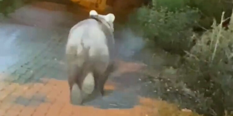 Bartın'a inen bozayı görüntülendi