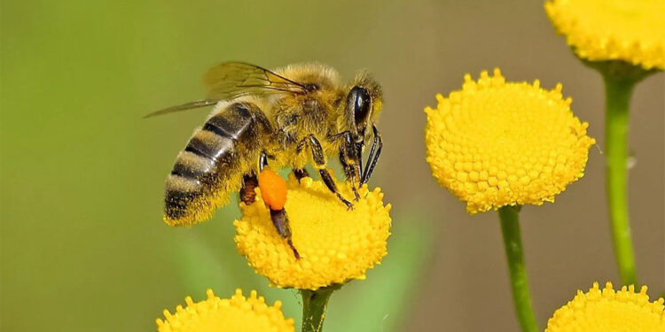 Savaşlar ve mikroplastikler arı nüfusuna zarar veriyor