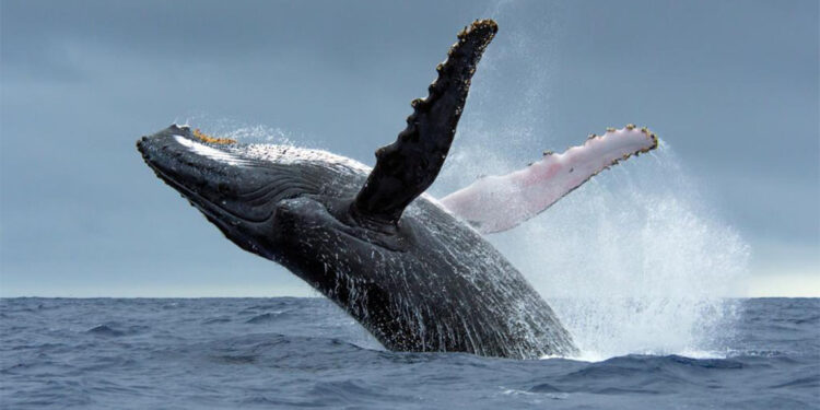 Bir haftada 6 gri balina ölü bulundu