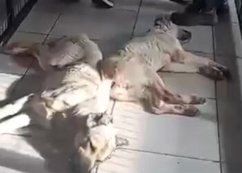 Osmangazi Belediyesi'ne bağlı barınakta katliam