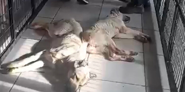 Osmangazi Belediyesi'ne bağlı barınakta katliam