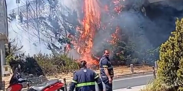 Beşiktaş'ta ağaçlık alanda yangın