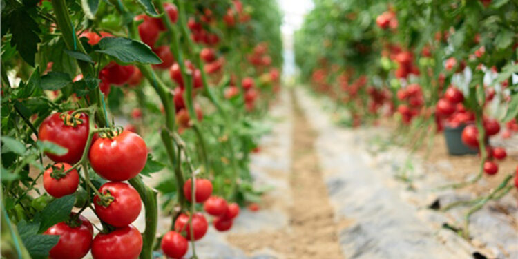 Bitkisel üretimde azalış tahmin edildi