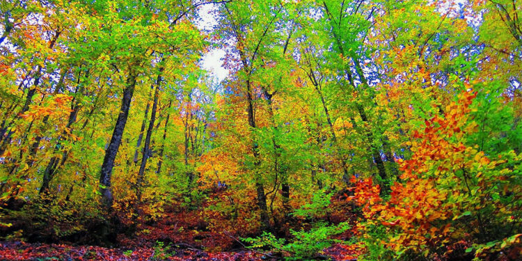 Ormanlara girişler 1 Haziran'dan 30 Eylül'e kadar yasaklandı