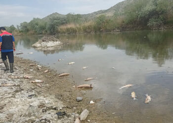 Çorum'da Kızılırmak Nehri'nde balık ölümleri