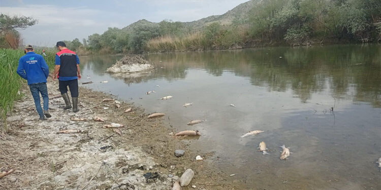 Çorum'da Kızılırmak Nehri'nde balık ölümleri