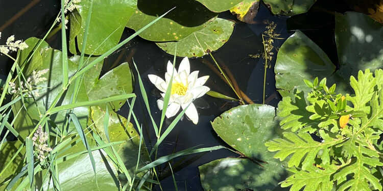 Çanakkale'de nilüfer güzelliği; koparmanın cezası 557 bin TL