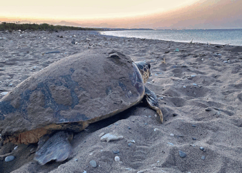 Caretta carettalardan ilk yuva haberi geldi