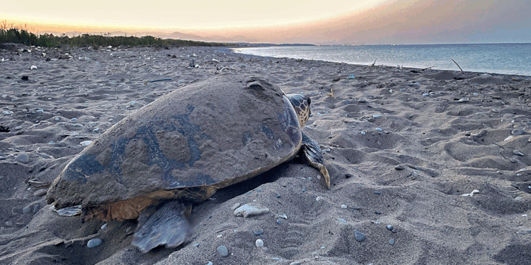 Caretta carettalardan ilk yuva haberi geldi