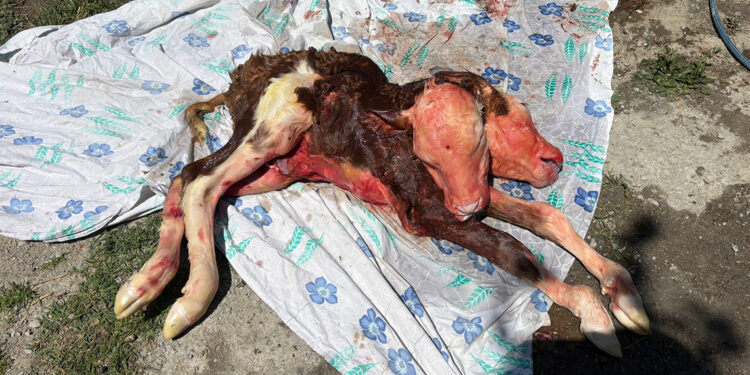 Çift başlı buzağı, ölü doğdu