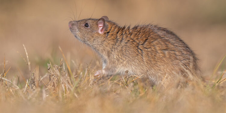 Kahverengi sıçanlar bilim insanlarını harekete geçirdi