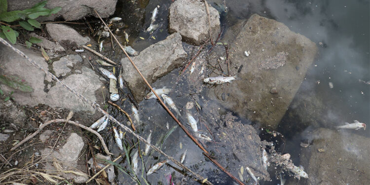 Dicle Nehri kıyısında balık ölümleri