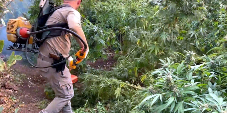 Diyarbakır'da 3 milyon 476 bin kök kenevir ve skunk ele geçirildi