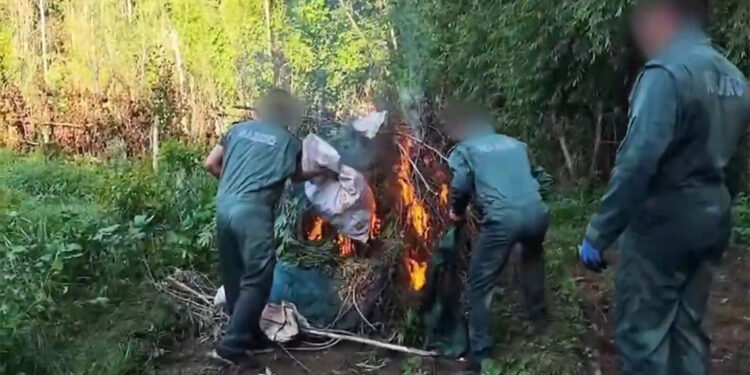 Diyarbakır'da, 30 bin kök kenevir ele geçirildi