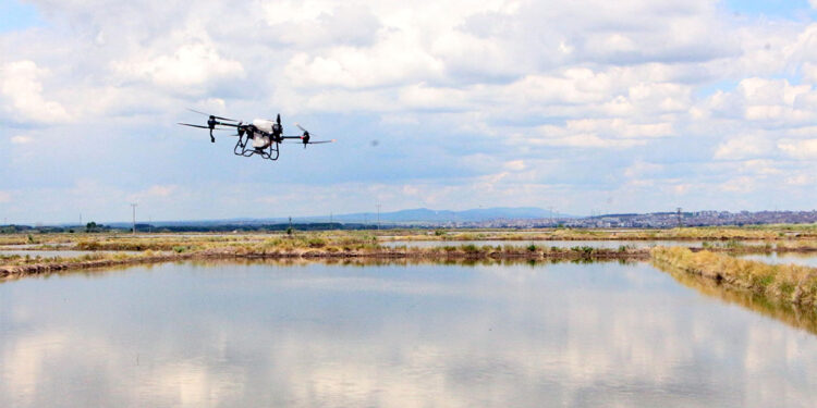 Dronla çeltik ekiyorlar