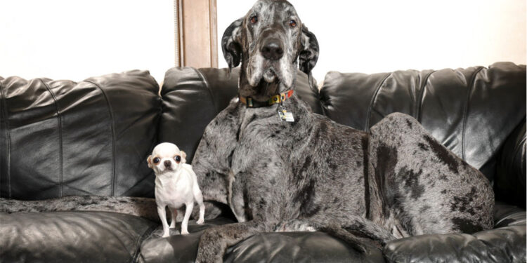 Dünyanın en büyük ve en küçük köpekleri ilgi gördü