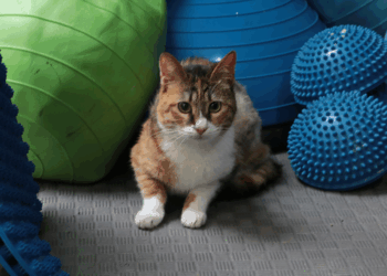Depremzede kedi 'Defne'ye, 2 yıldır yuva aranıyor 
