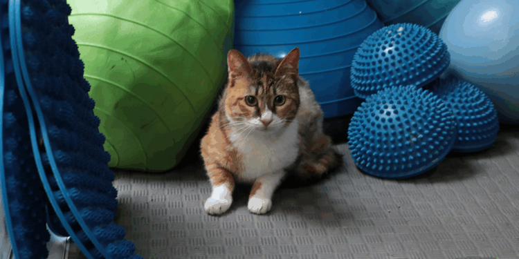 Depremzede kedi 'Defne'ye, 2 yıldır yuva aranıyor 