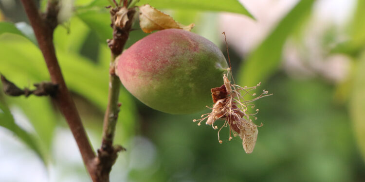 Don olaylarına karşı daha geç çiçeklenen bitkiler tercih edilmeli