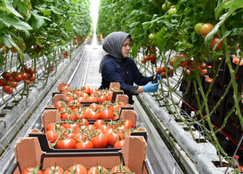 Düşük enerjili seradan Avrupa'ya 'sıfır pestisitli' domates