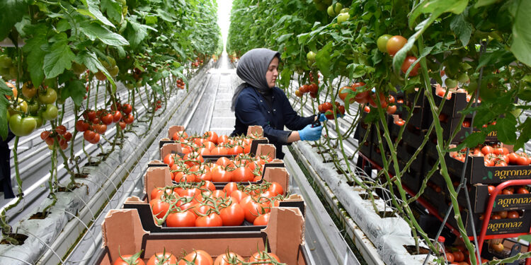 Düşük enerjili seradan Avrupa'ya 'sıfır pestisitli' domates