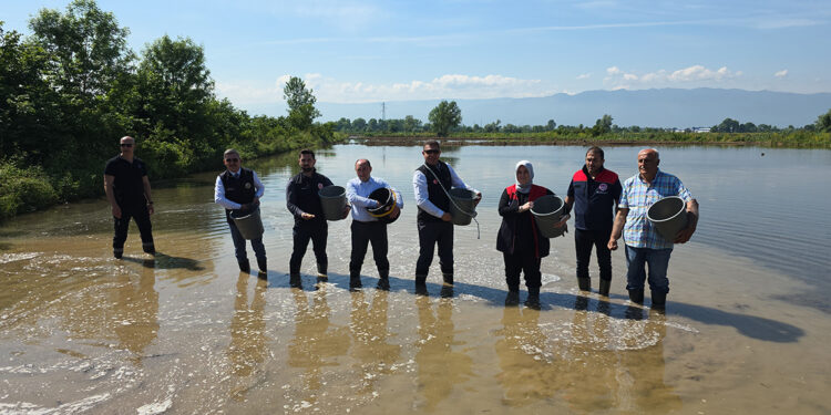 Düzce'de Osmanlı Dönemi'nden bu yana yetiştirilen çeltik ekimi başladı