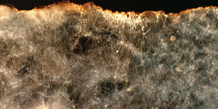 Elektrik ileten yeni bir bakteri türü keşfedildi