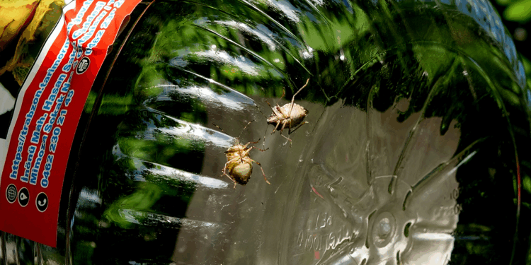 Fındığın kabusu kahverengi kokarcaya karşı 'hunili tuzak' devrede