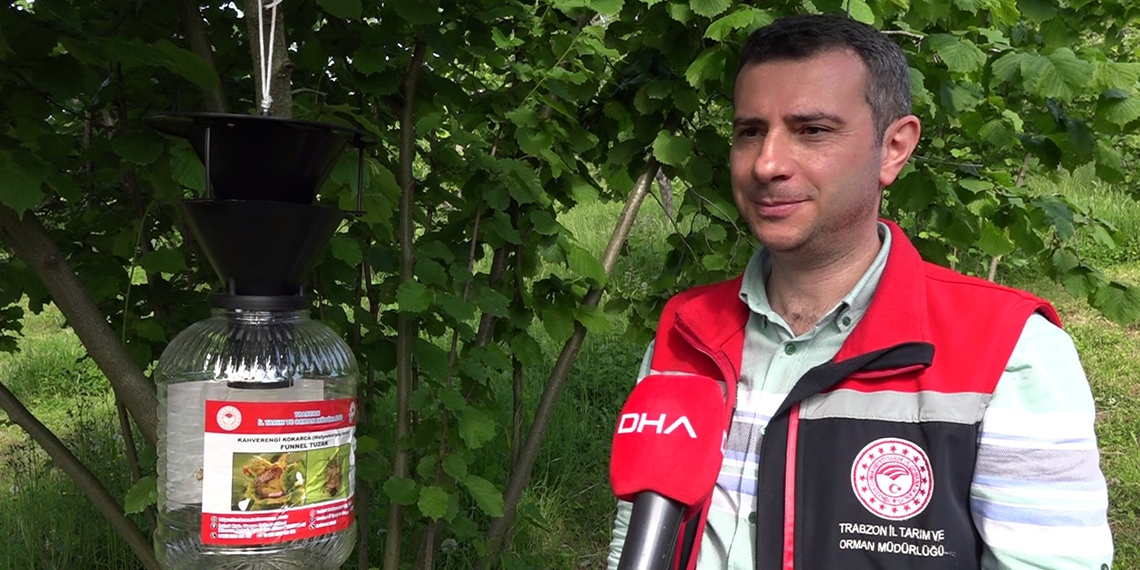 Fındığın kabusu kahverengi kokarcaya karşı 'hunili tuzaklar' devrede