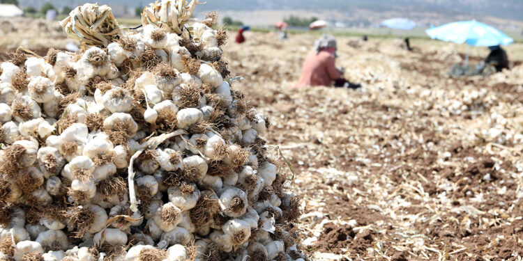 Gaziantep'te 10 bin tarım işçisiyle sarımsak hasadı başladı