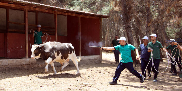 Gaziantep'te kurban yakalama timi göreve hazır