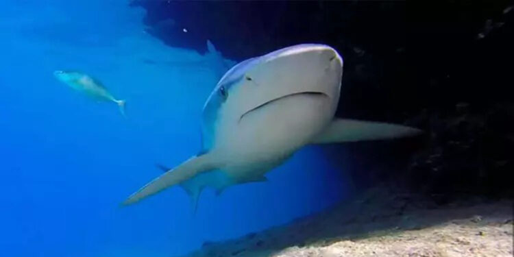 Güney Avustralya'da köpek balığı saldırısı