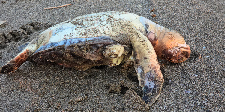 2 genç yeşil deniz kaplumbağası ölü olarak sahile vurdu