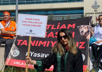 AYM sokak hayvanları yasasının iptalini reddetti
