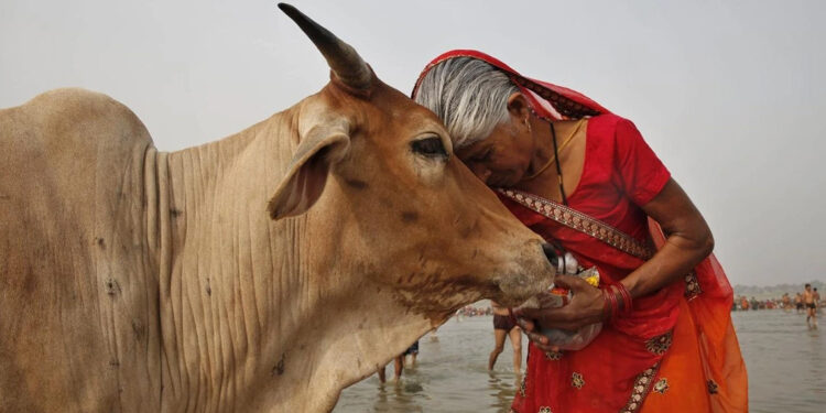 Hindistan'da inekler neden kutsaldır?